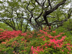 赤城山 ツツジ開花状況 Akagi Trip 赤城山をあそぼう