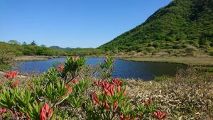 赤城山 ツツジ開花状況 Akagi Trip 赤城山をあそぼう