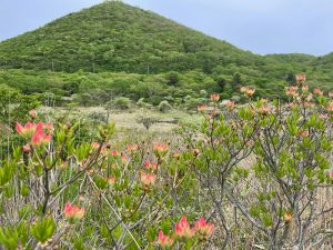 赤城山 ツツジ開花状況 Akagi Trip 赤城山をあそぼう