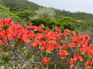 赤城山 ツツジ開花状況 Akagi Trip 赤城山をあそぼう