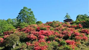 赤城山 ツツジ開花状況 Akagi Trip 赤城山をあそぼう