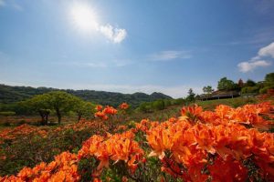 赤城山 ツツジ開花状況 Akagi Trip 赤城山をあそぼう