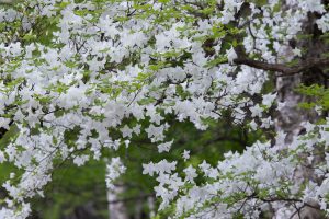 赤城山 ツツジ 開花状況0602 Akagi Trip 赤城山をあそぼう