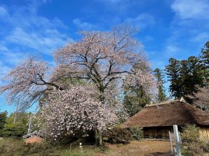 4/2（日）・8日（土）お花見サイクリングツアー（赤城南麓・道の駅まえばし赤城）