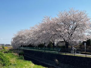 4/1（土）お花見サイクリングツアー（利根川・道の駅まえばし赤城）