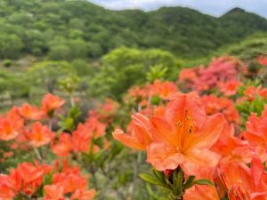 ツツジの名所！赤城山 新緑＆つつじWEEK