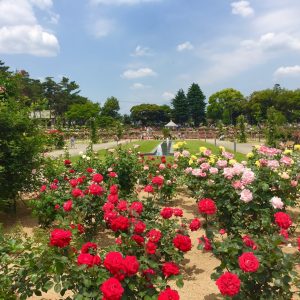 【e-Bikeサイクリングツアー】5/11(木)、5/13(土)、5/14(日)　e-Bikeで行く 春のばら園まつりin前橋 〜道の駅まえばし赤城発〜